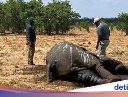 Pemusnahan 200 Gajah Pertama Di Hampir Empat Dekade Ke Zimbabwe