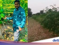 Banting Setir Bersama Sebab Itu Petani Kelor, Mantan Pekerja IT Ini Raup Rp663 Juta!
