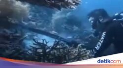 Tak Ada Toleransi buat WN China yang Panah dan Santap Penyu Di Raja Ampat