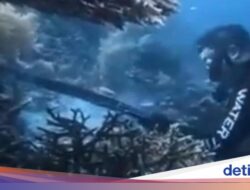 Tak Ada Toleransi buat WN China yang Panah dan Santap Penyu Di Raja Ampat